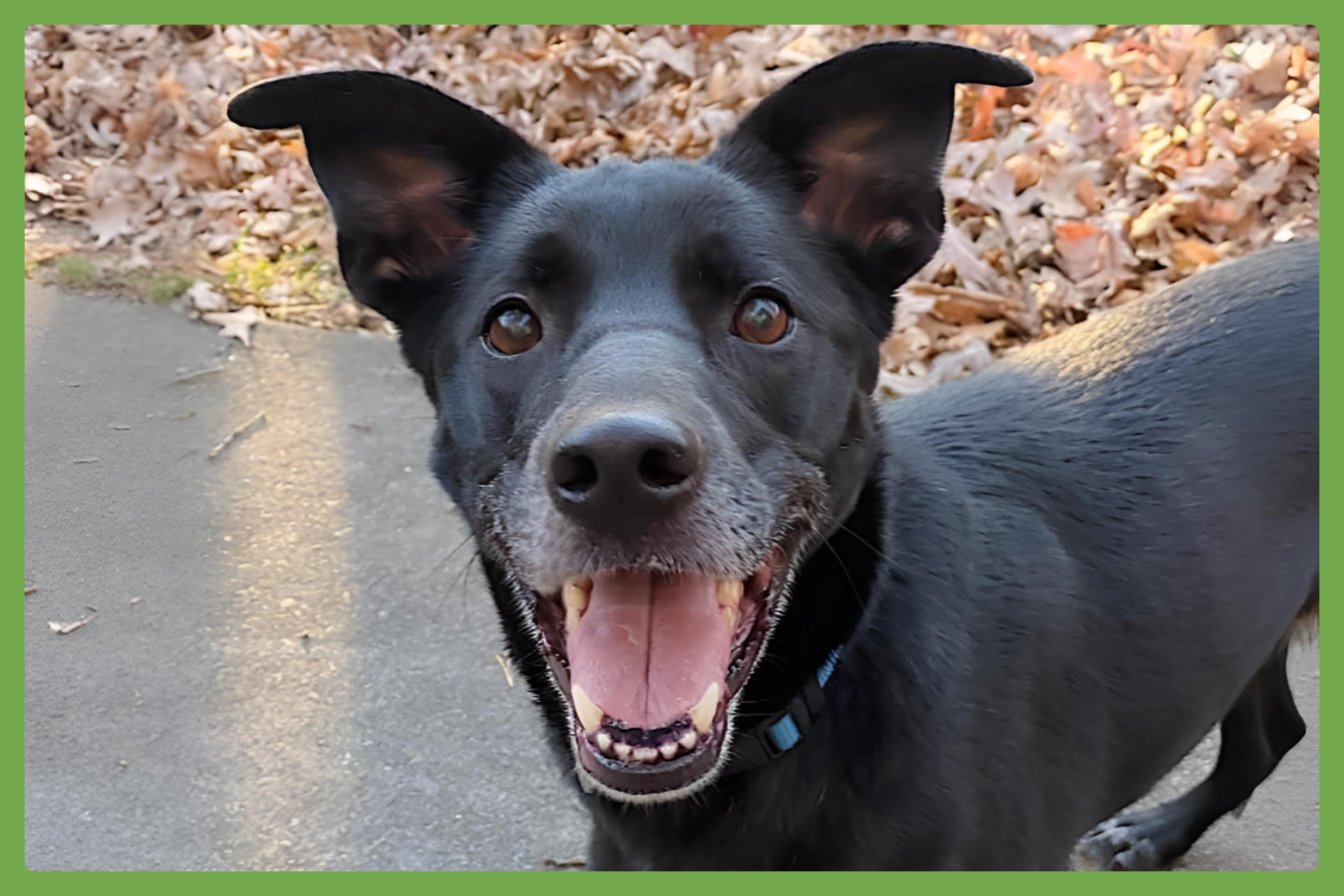 Enlarge Amelie, a Adoptable mixed breed in Atlanta, GA image 1/6
