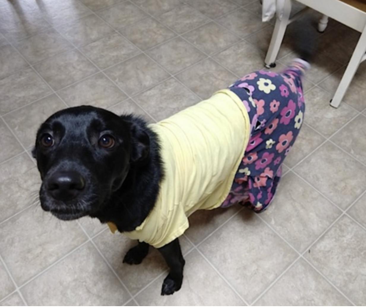 Enlarge Amelie, a Adoptable mixed breed in Atlanta, GA image 4/6