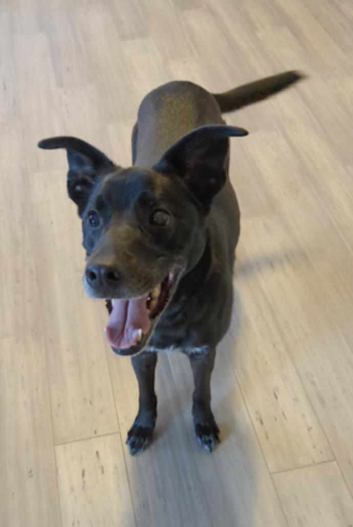 Enlarge Amelie, a Adoptable mixed breed in Atlanta, GA image 3/6