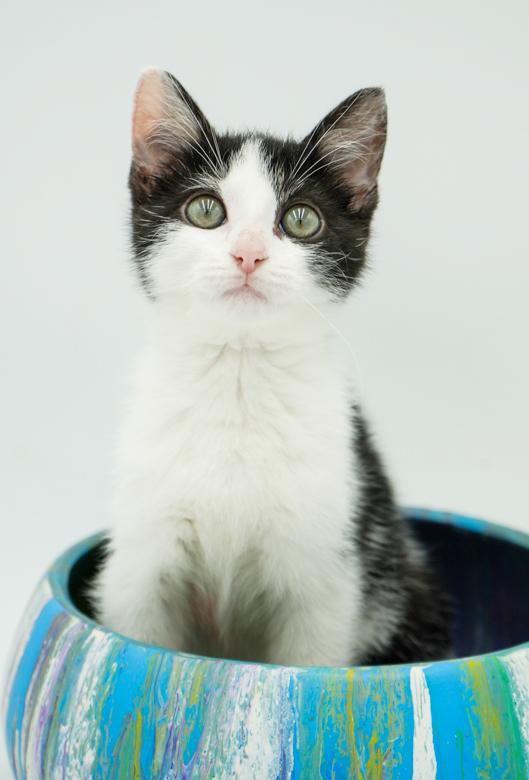 John is such a joy! Happiest kitten ever- so teeny! Ignored for being BW!! why?!!