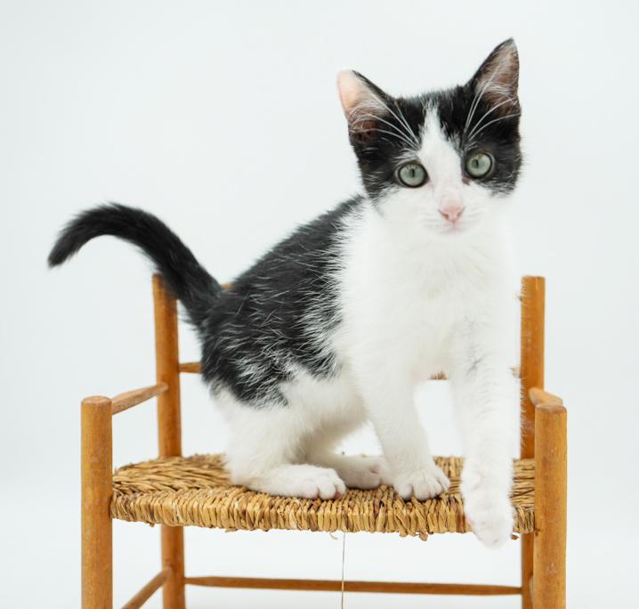 John is such a joy! Happiest kitten ever- so teeny! Ignored for being BW!! why?!!
