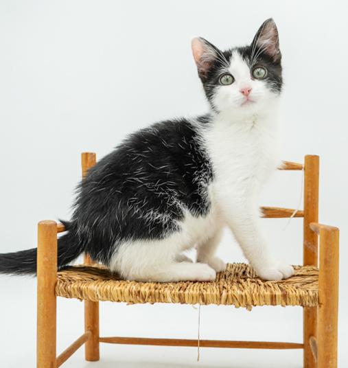 John is such a joy! Happiest kitten ever- so teeny! Ignored for being BW!! why?!!
