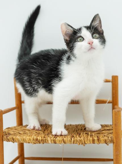 John is such a joy! Happiest kitten ever- so teeny! Ignored for being BW!! why?!!