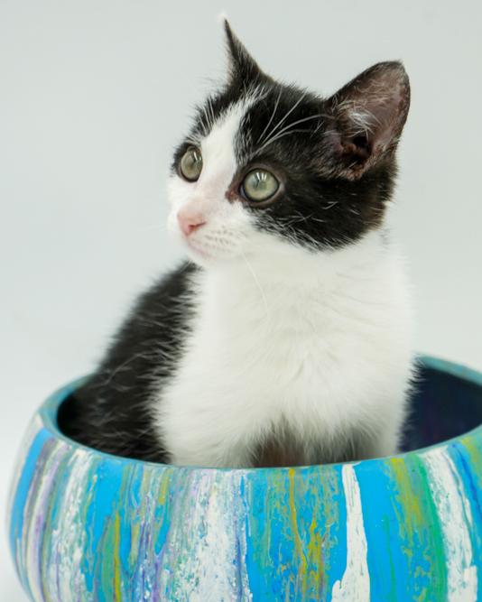 John is such a joy! Happiest kitten ever- so teeny! Ignored for being BW!! why?!!