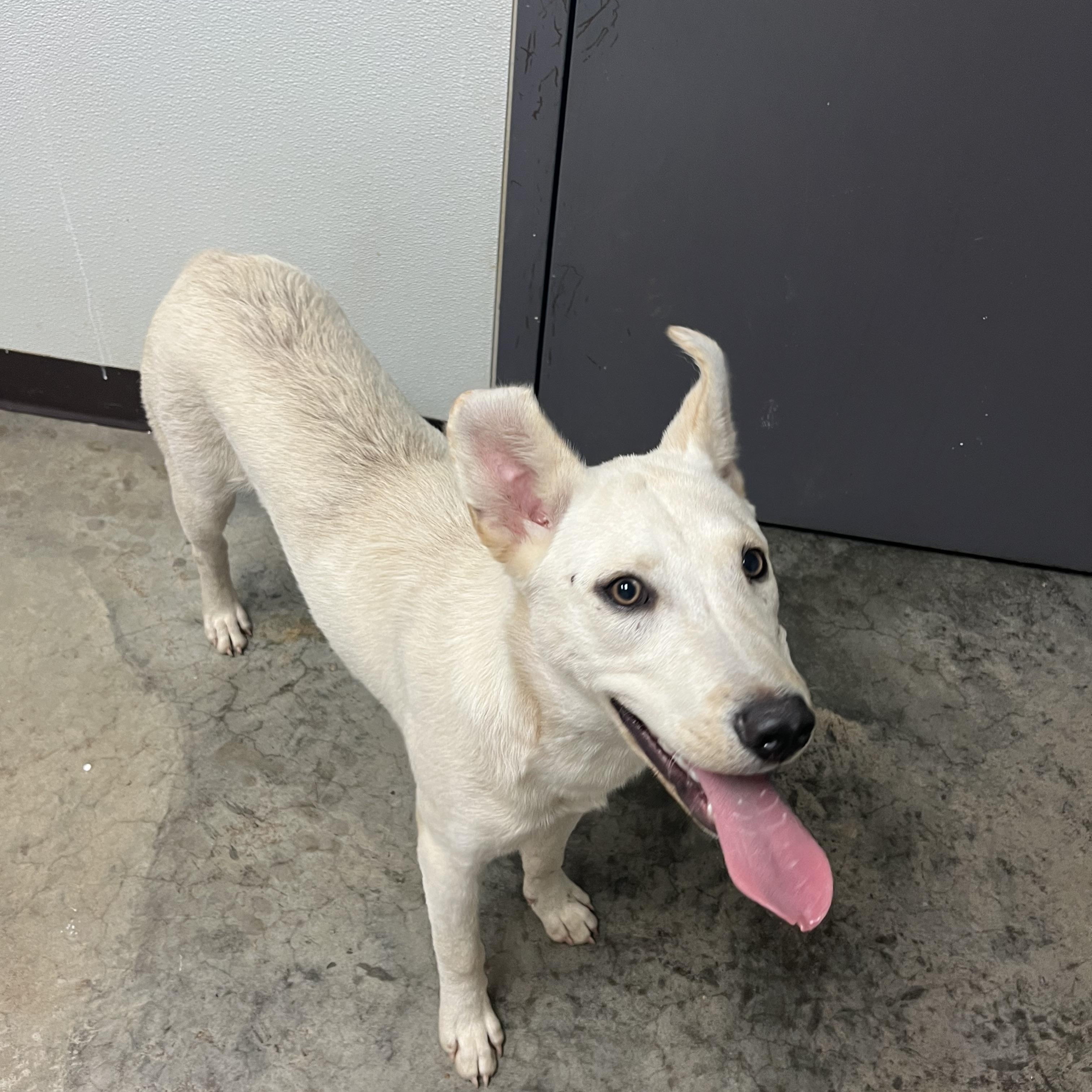 Sky, ADOPTABLE, Young Male Mixed Breed & Husky.