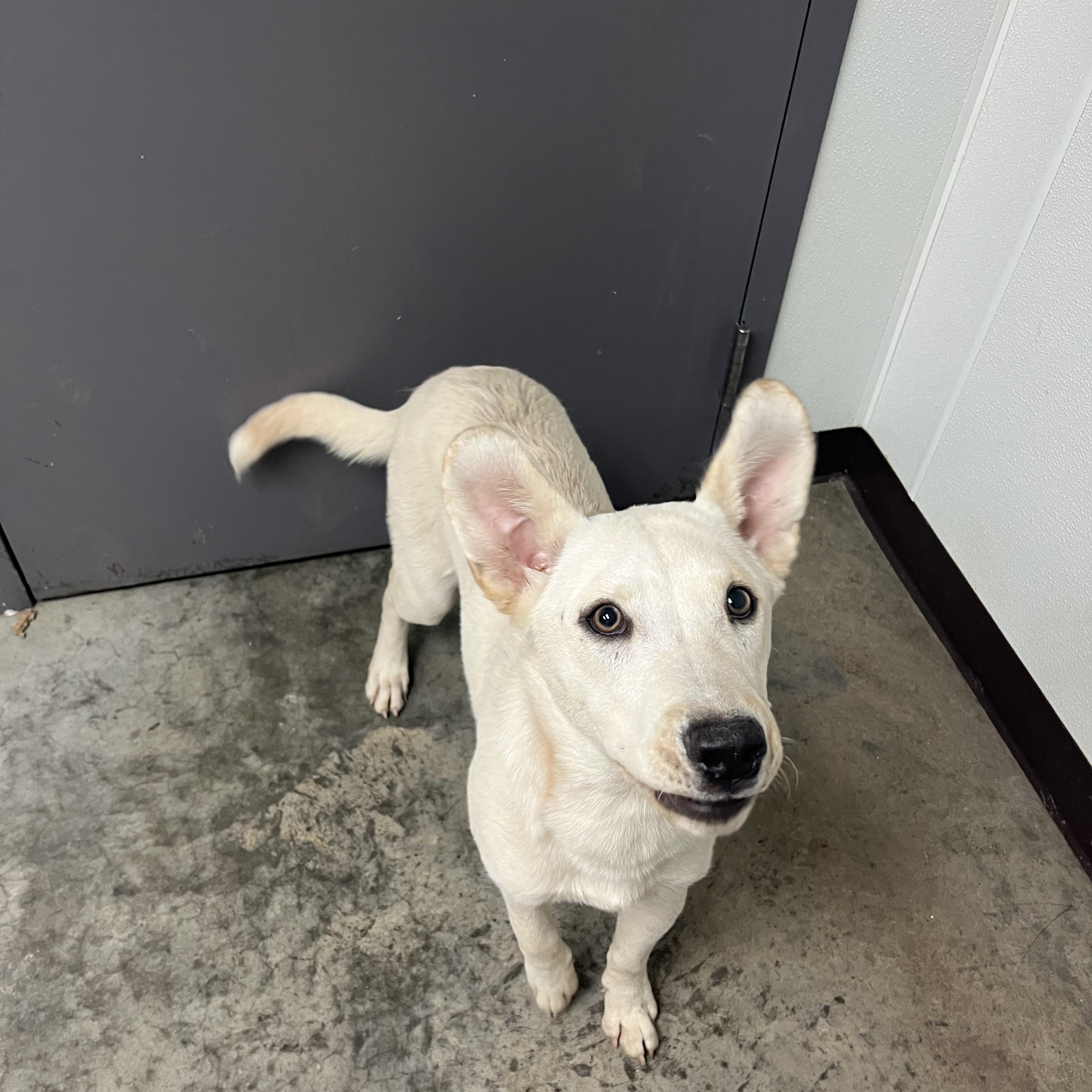 Sky, a ADOPTABLE mixed breed in Pomeroy, OH image 2/2
