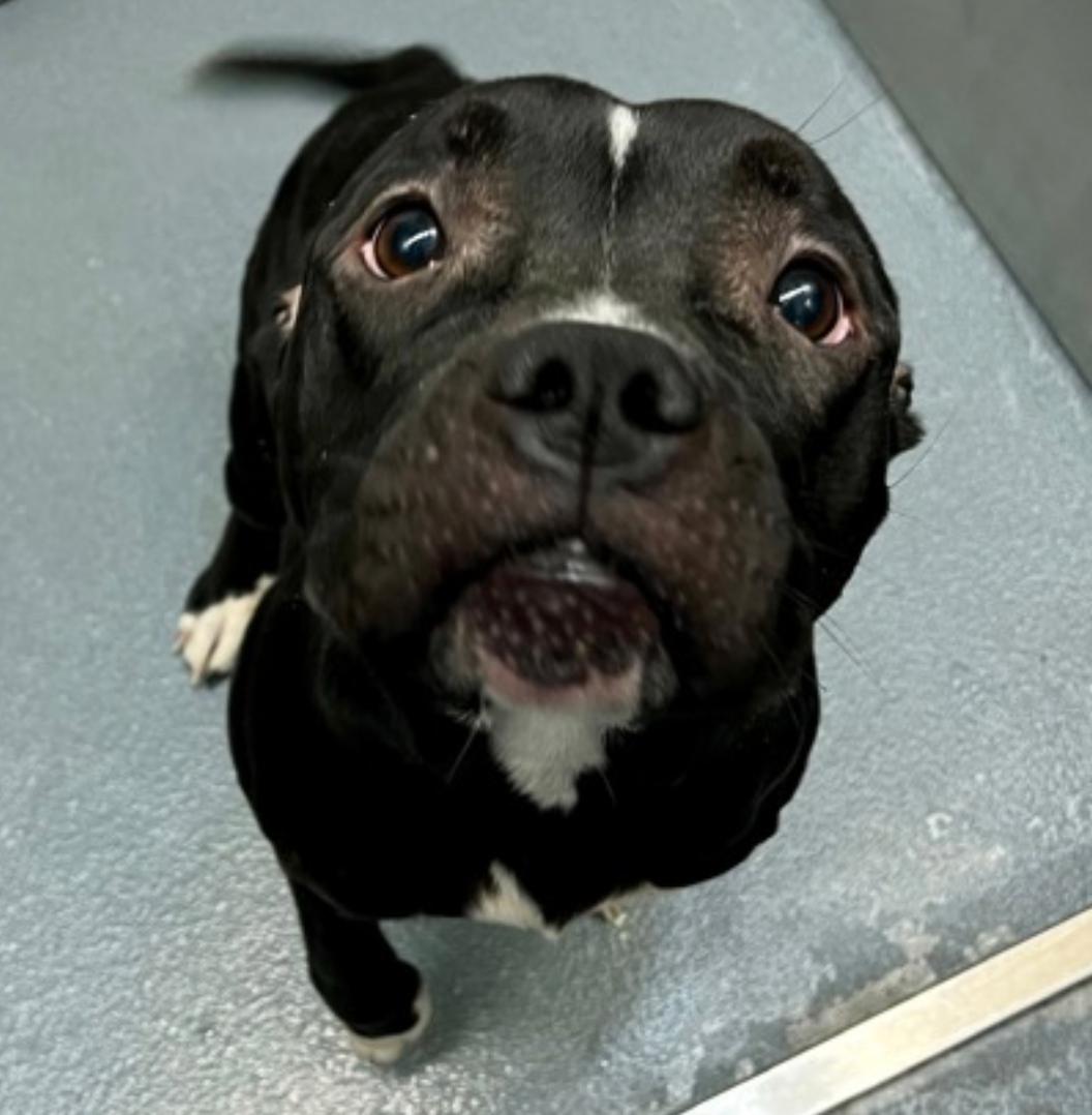 Mavis, Adoptable, Young Female Pit Bull Terrier.