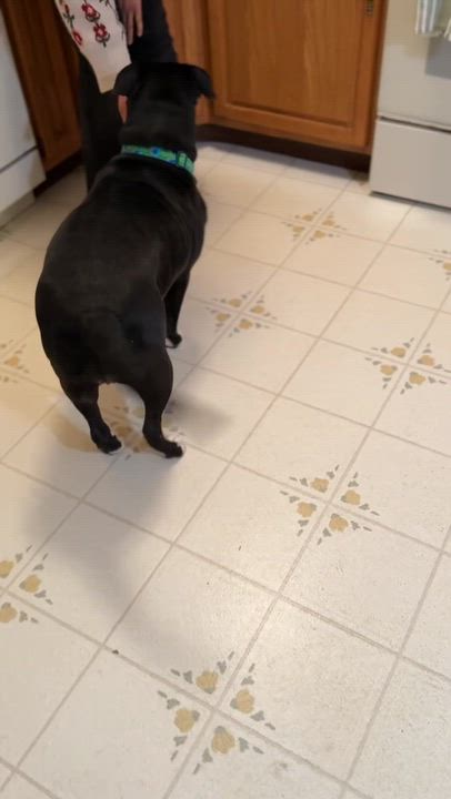 Enlarge Mavis, a Adoptable Pit Bull Terrier in Saratoga Springs, NY video 4/6