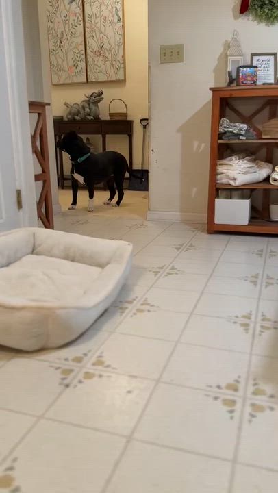 Enlarge Mavis, a Adoptable Pit Bull Terrier in Saratoga Springs, NY video 5/6