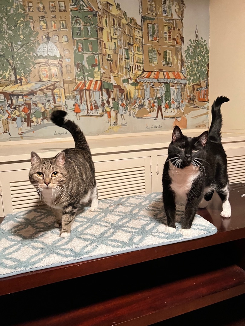 Brody & Peyton. Bonded Pair!, a Adoptable mixed breed in Valdosta, GA image 6/9