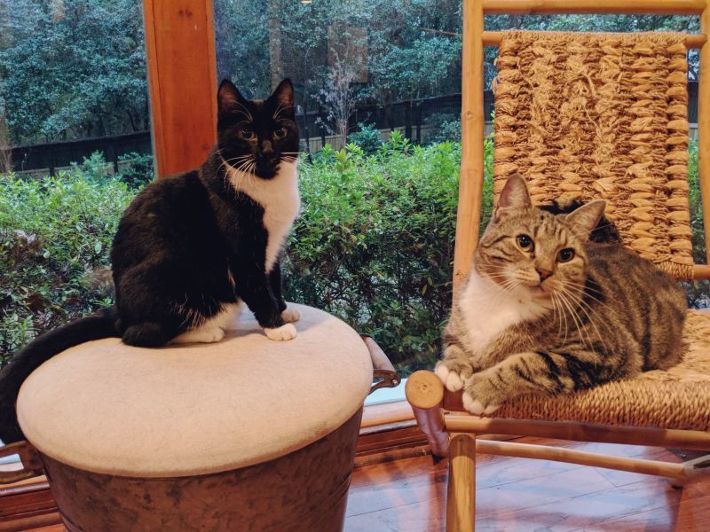 Brody & Peyton. Bonded Pair!, a Adoptable mixed breed in Valdosta, GA image 1/9