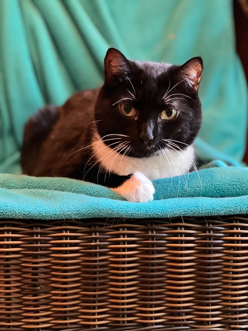 Enlarge Brody & Peyton. Bonded Pair!, a Adoptable mixed breed in Valdosta, GA image 7/9