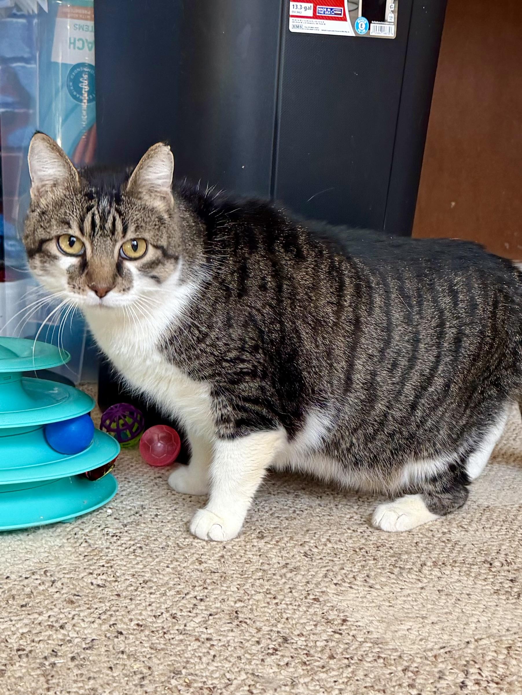 Enlarge Frank , a ADOPTABLE Domestic Short Hair in Sedalia, MO image 3/3