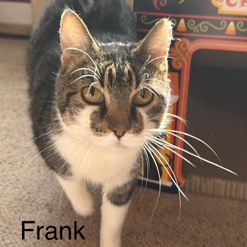 Enlarge Frank , a ADOPTABLE Domestic Short Hair in Sedalia, MO image 1/1