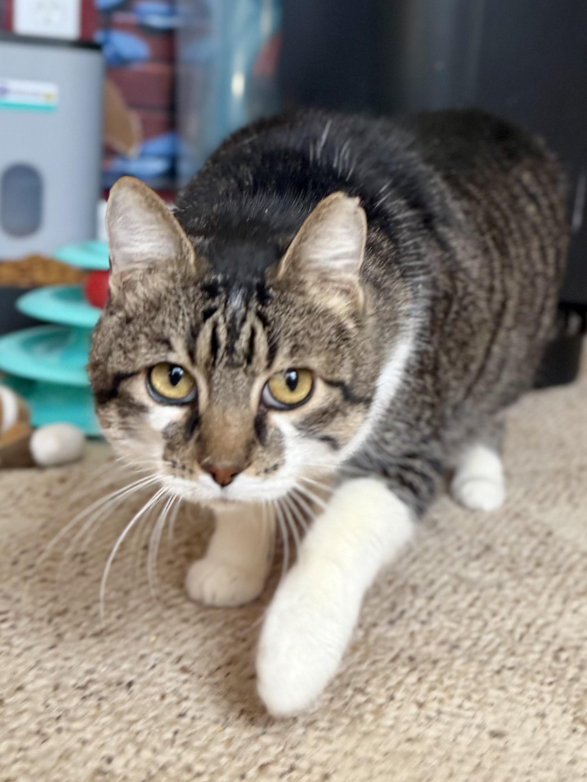 Enlarge Frank , a ADOPTABLE Domestic Short Hair in Sedalia, MO image 1/3