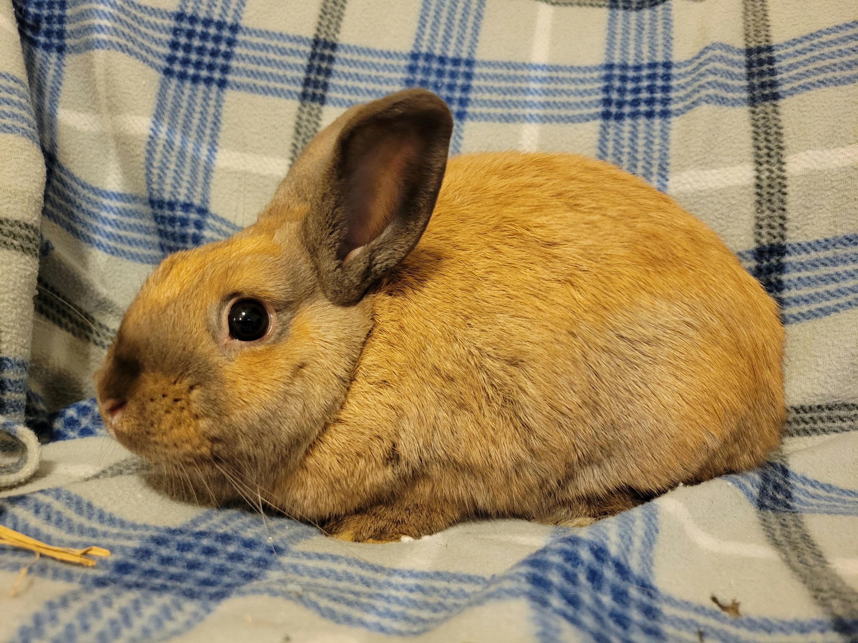 Jameson, a Adoptable mixed breed in Ankeny, IA image 1/3