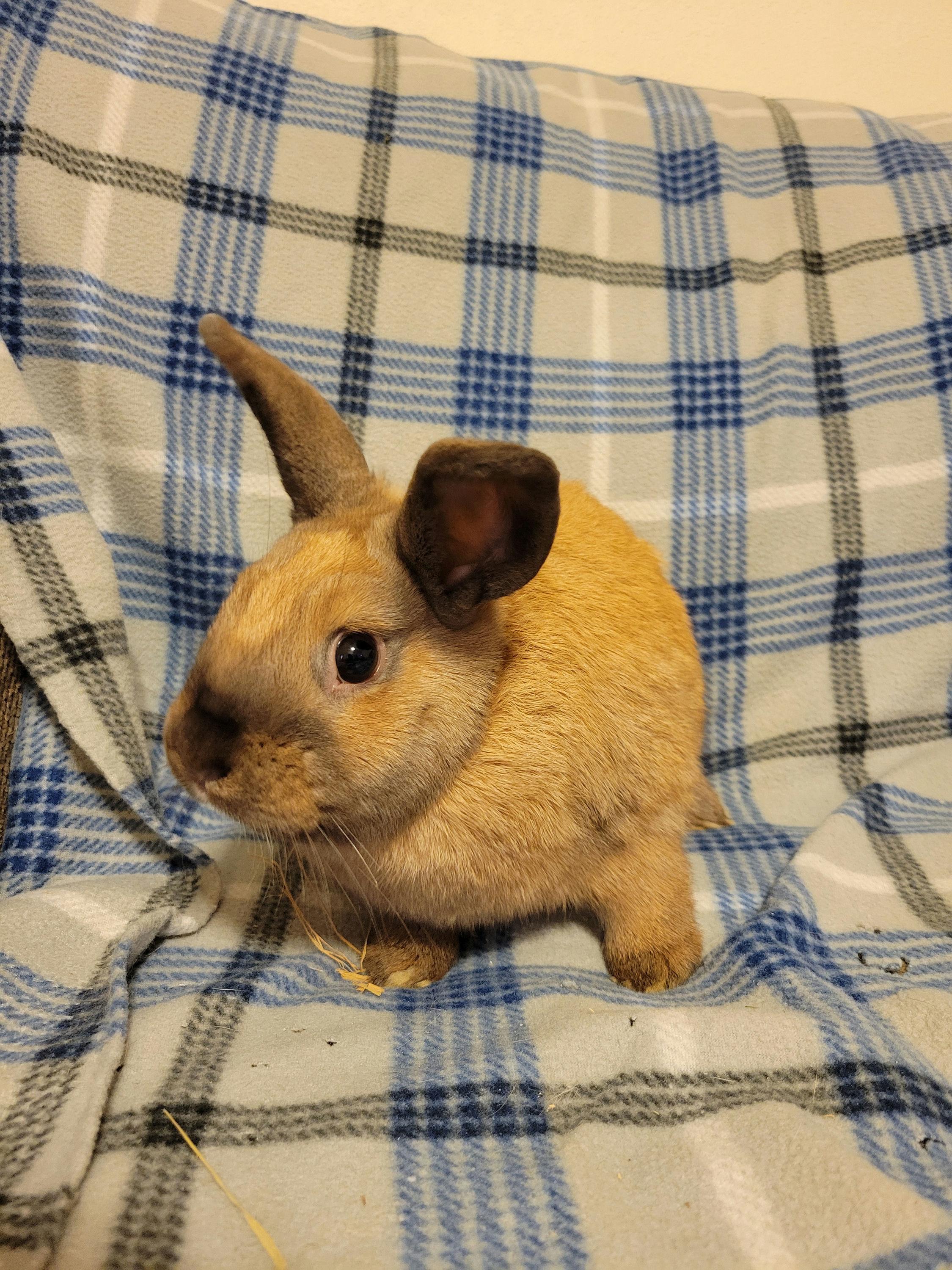Jameson, Young Male unknown