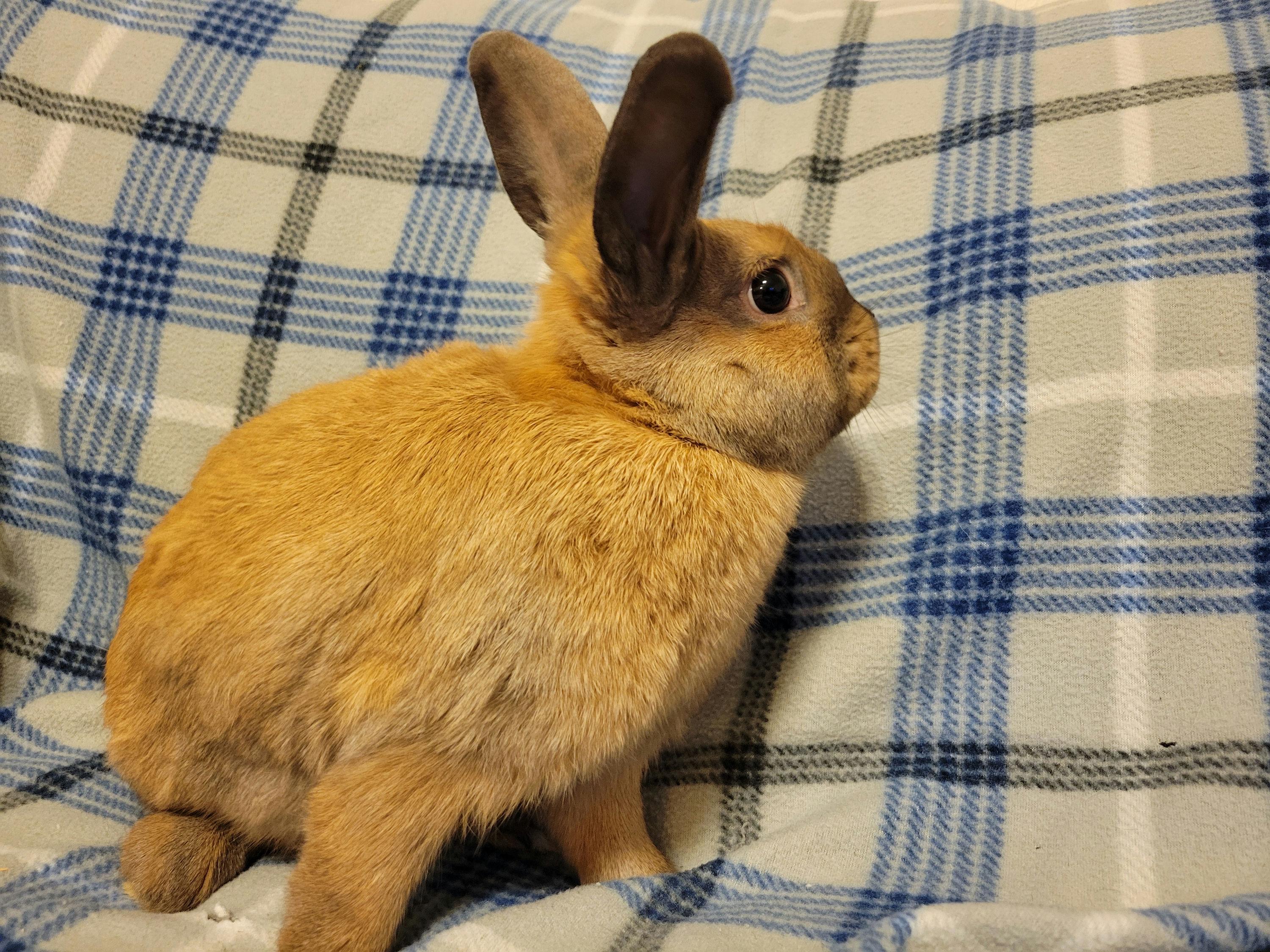 Jameson, a Adoptable mixed breed in Ankeny, IA image 3/3