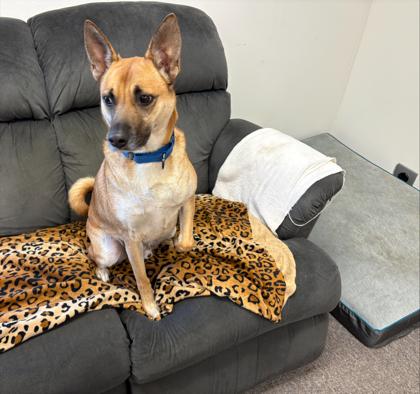 Saffron, ADOPTABLE, Adult Male German Shepherd Dog.