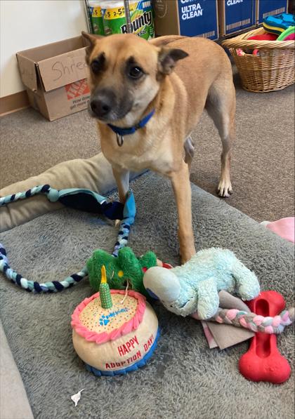 Saffron, a ADOPTABLE mixed breed in Long Beach, WA image 2/3