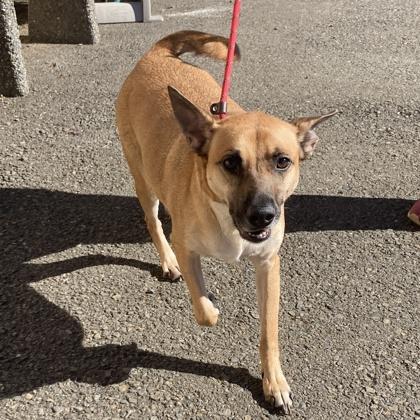 Saffron, a ADOPTABLE mixed breed in Long Beach, WA image 3/3