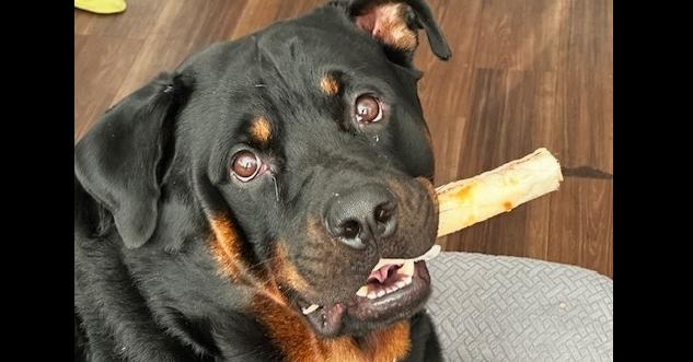 Kane, Adoptable, Adult Male Rottweiler.