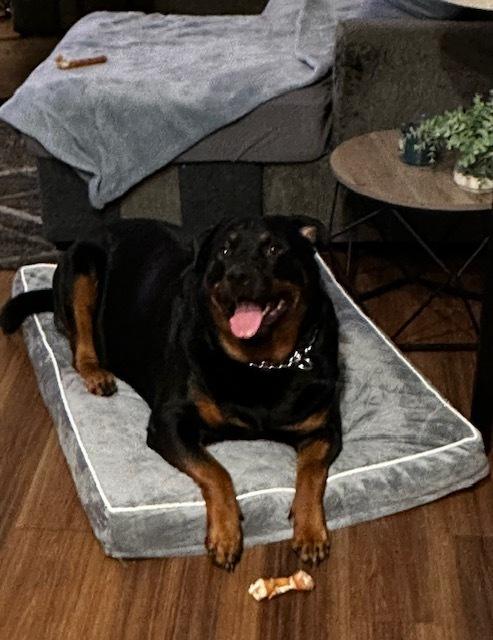 Kane, a Adoptable Rottweiler in Gilbert, AZ image 2/5