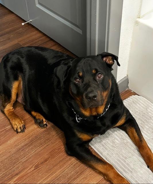 Kane, Adoptable, Adult Male Rottweiler.