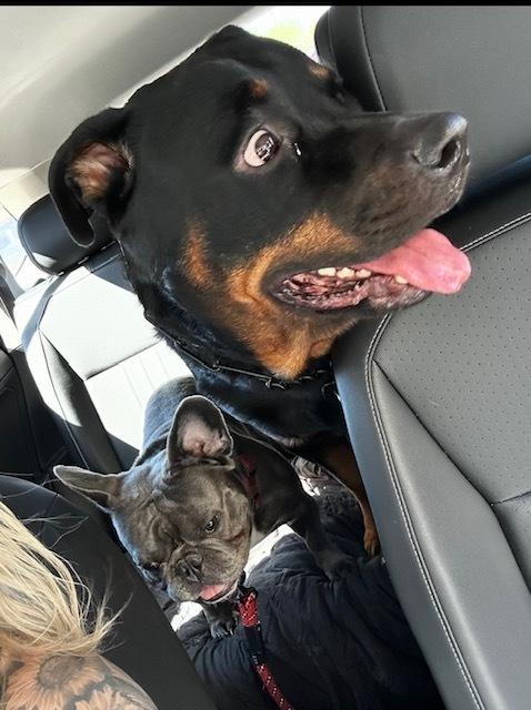 Kane, a Adoptable Rottweiler in Gilbert, AZ image 4/5