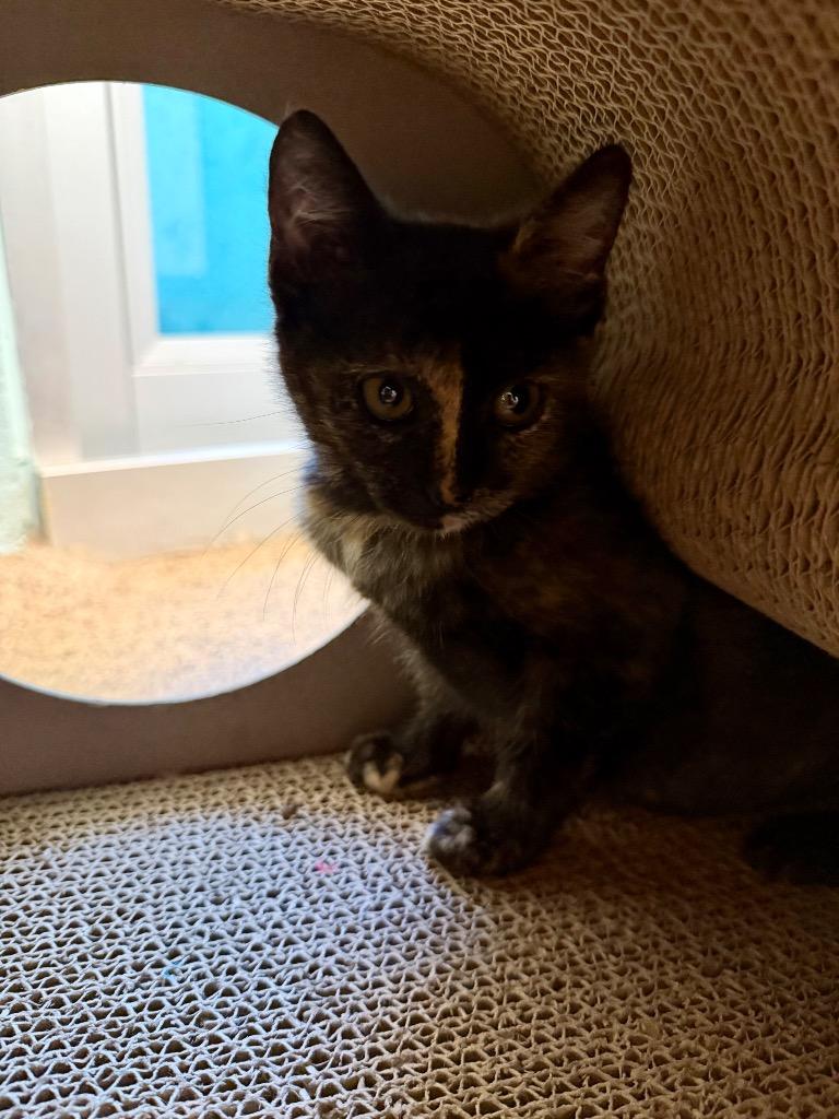 Saint, Adoptable, Kitten Female Domestic Short Hair.