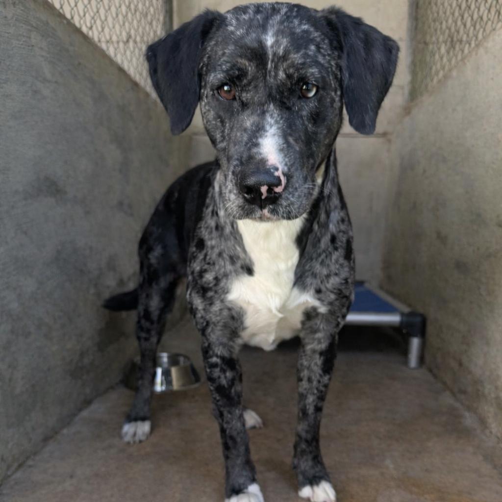 TUSC-Stray-83662 — thumbnail 2