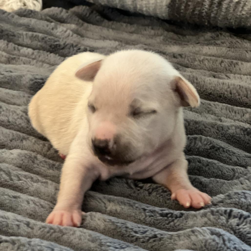 Poby, Adoptable, Puppy Male Chihuahua.