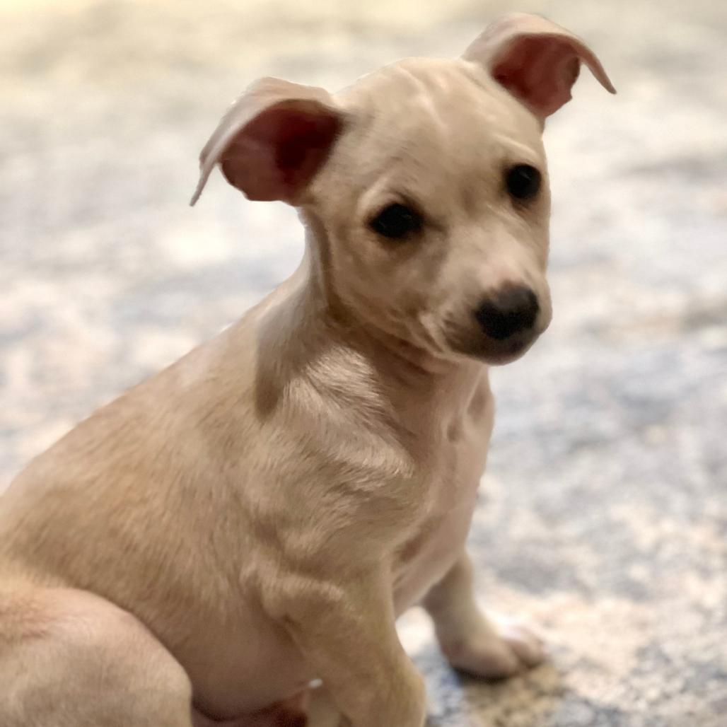 Enlarge Poby, a Adoptable Chihuahua in Enfield, NH image 2/3