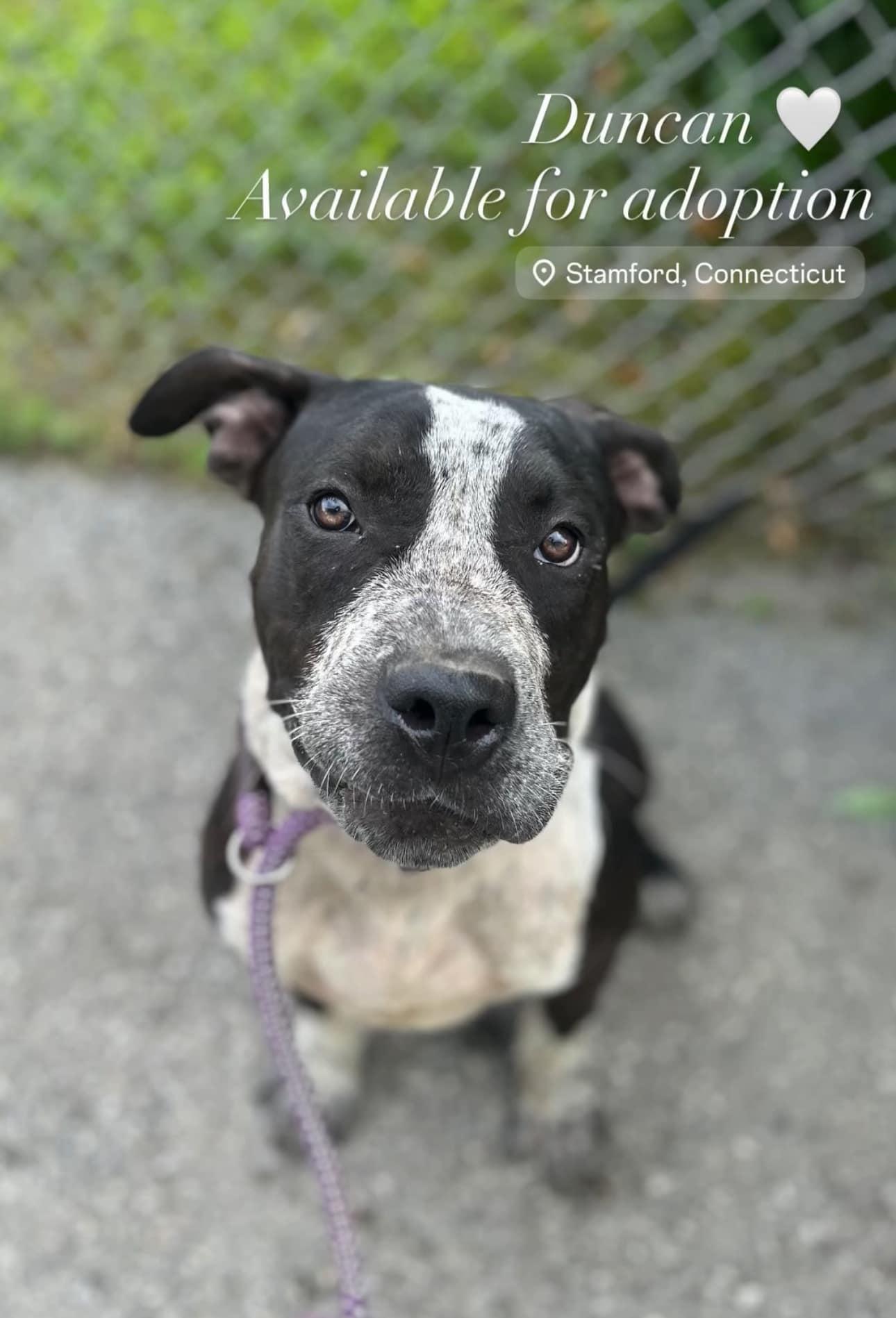 Enlarge Duncan, a Adopted Pit Bull Terrier in Stamford, CT image 1/3