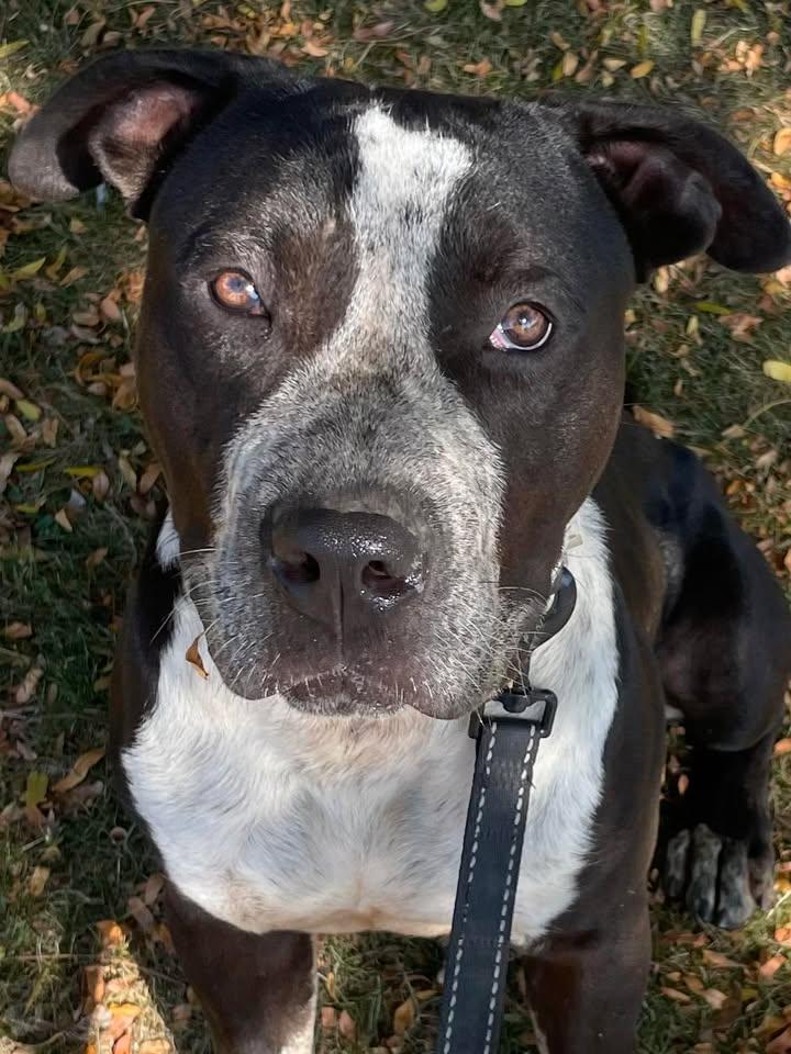 Enlarge Duncan, a Adopted Pit Bull Terrier in Stamford, CT image 2/3