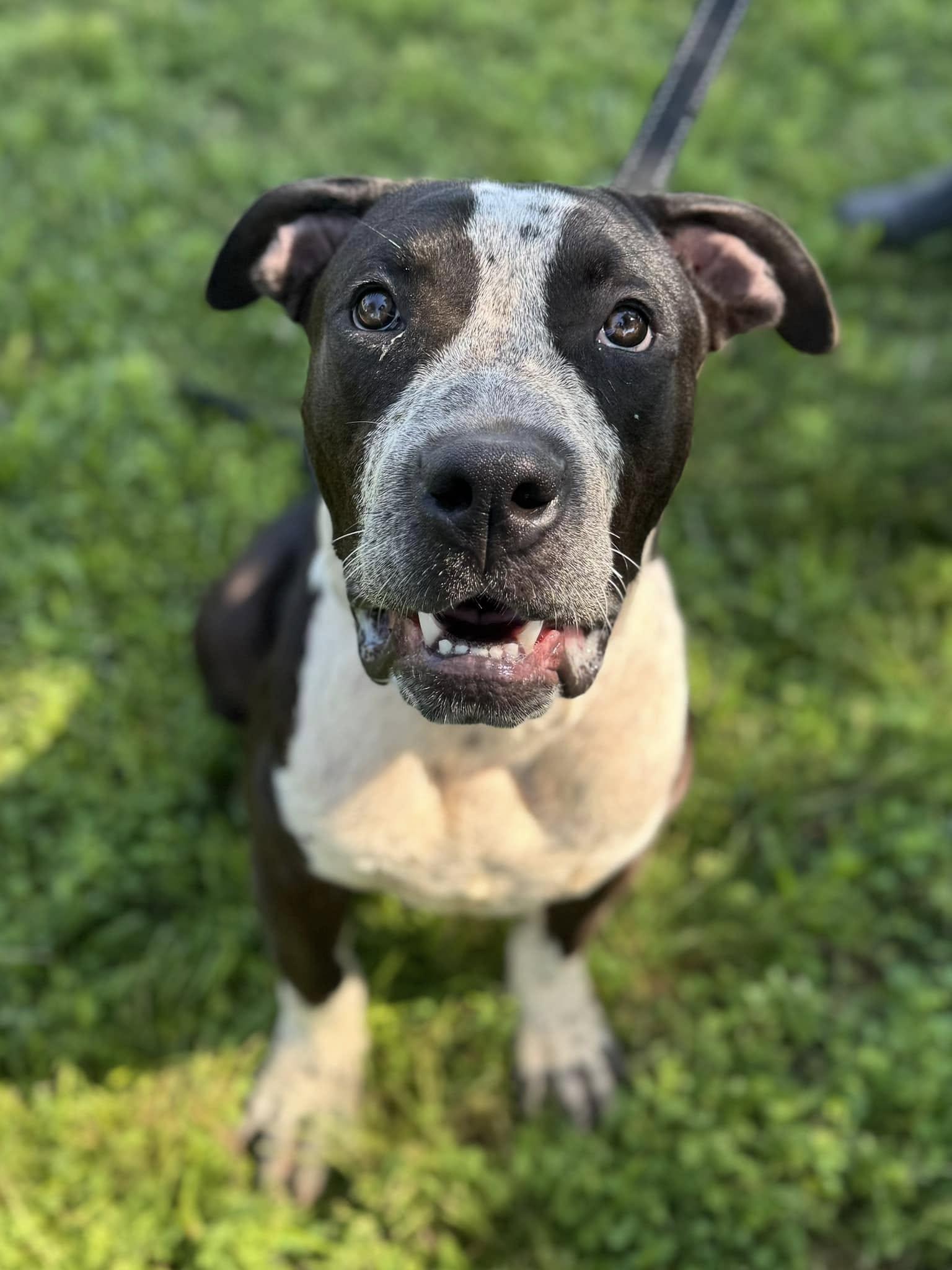 Enlarge Duncan, a Adopted Pit Bull Terrier in Stamford, CT image 3/3