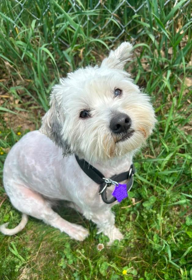 Enlarge Scruffles (Teddy), a Adopted mixed breed in Spooner, WI image 1/1