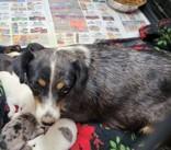 Lucy AKA Shelly, adopted, Adult Female Mixed Breed.