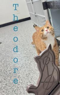 Theodore, Adoptable, Young Male Domestic Medium Hair.