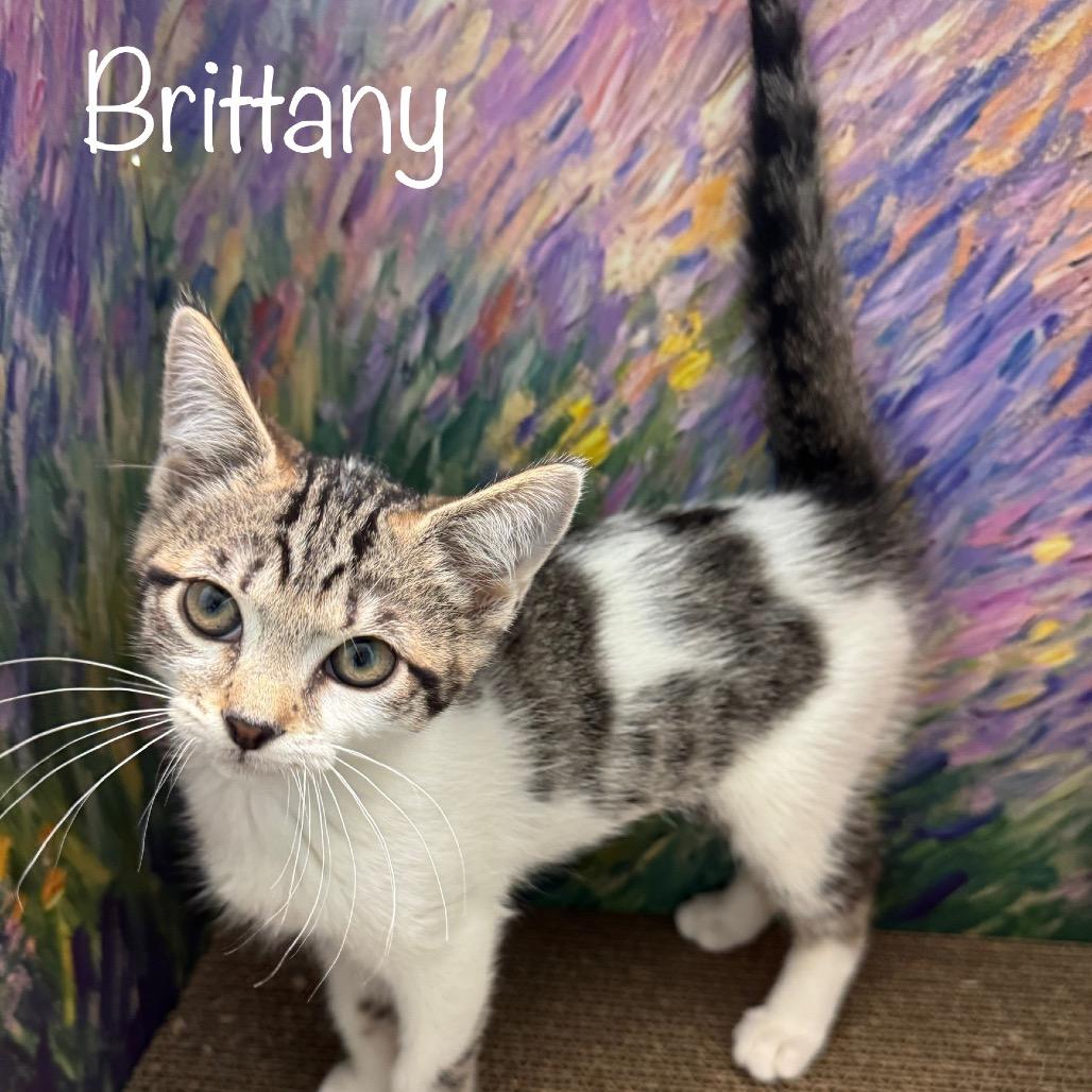 Enlarge Brittany, a Adoptable mixed breed in TITUSVILLE, FL image 1/4