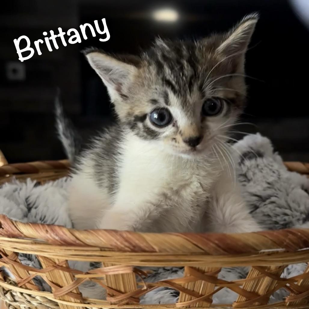 Enlarge Brittany, a Adoptable mixed breed in TITUSVILLE, FL image 2/4