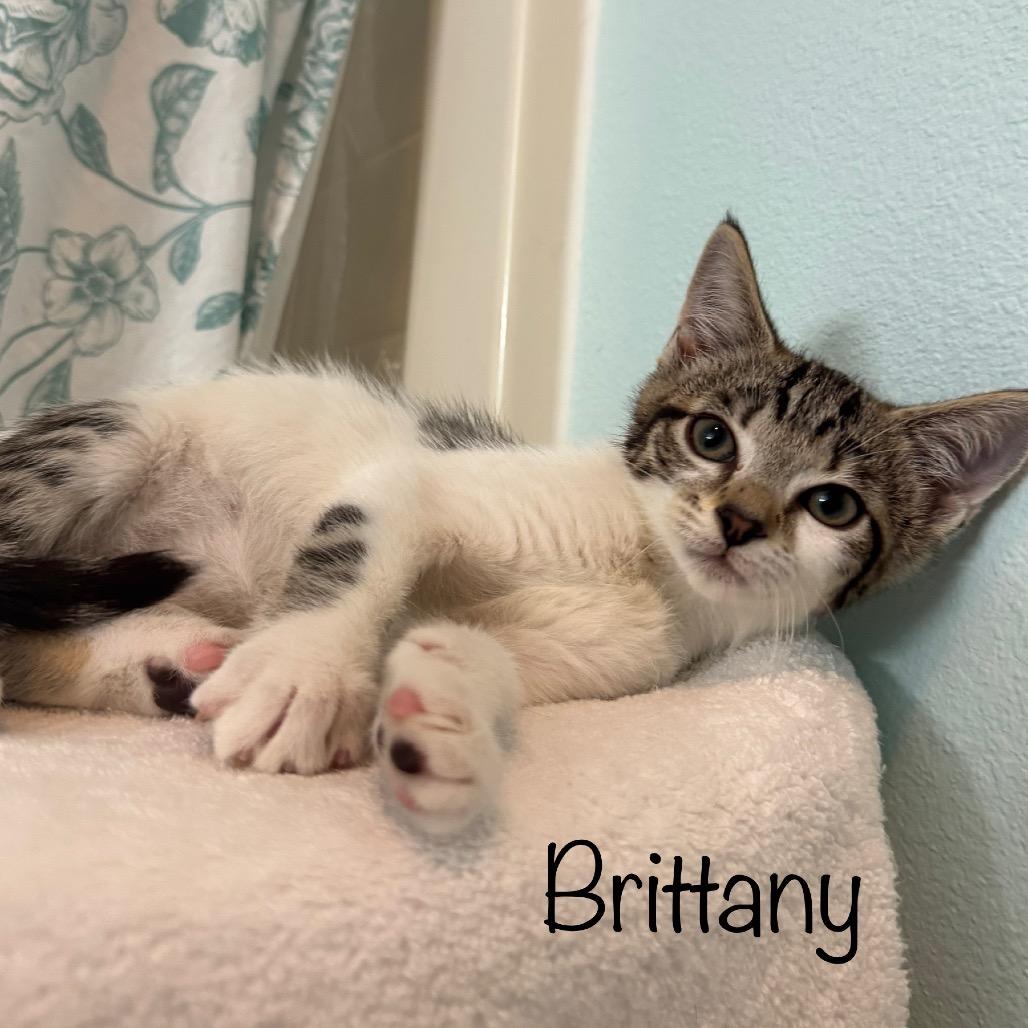 Enlarge Brittany, a Adoptable mixed breed in TITUSVILLE, FL image 3/4