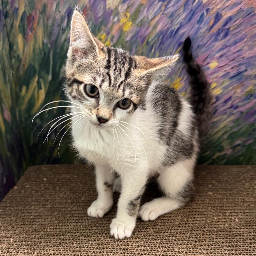 Enlarge Brittany, a Adoptable mixed breed in TITUSVILLE, FL image 4/4