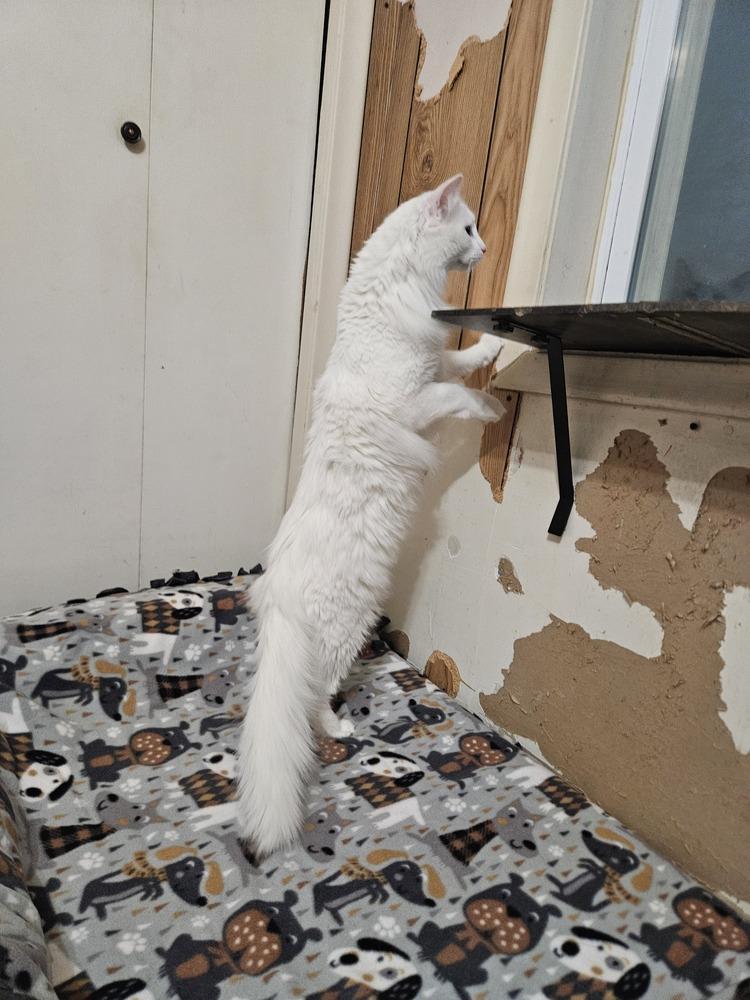 Enlarge Ricky , a ADOPTABLE Domestic Medium Hair in China Township, MI image 2/4