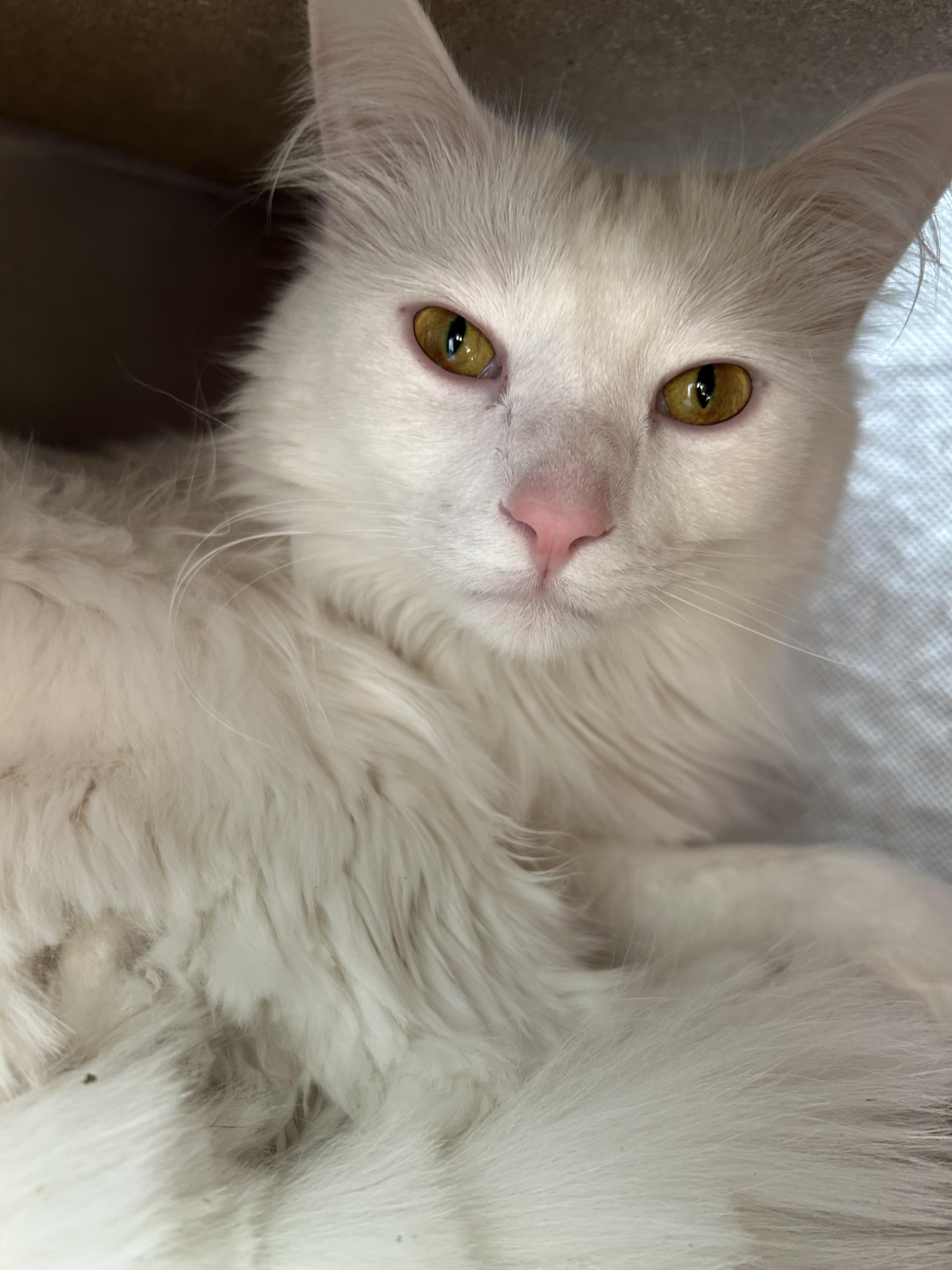 Enlarge Ricky , an adopted Domestic Medium Hair in China Township, MI image 5/6