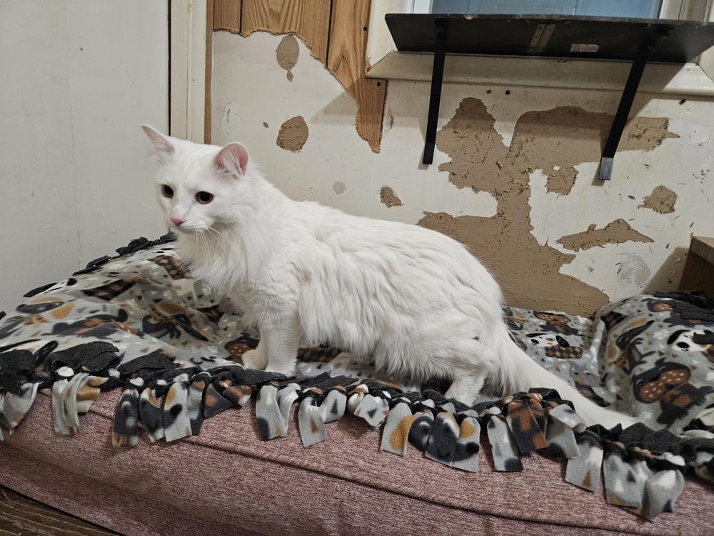 Enlarge Ricky , a ADOPTABLE Domestic Medium Hair in China Township, MI image 3/4