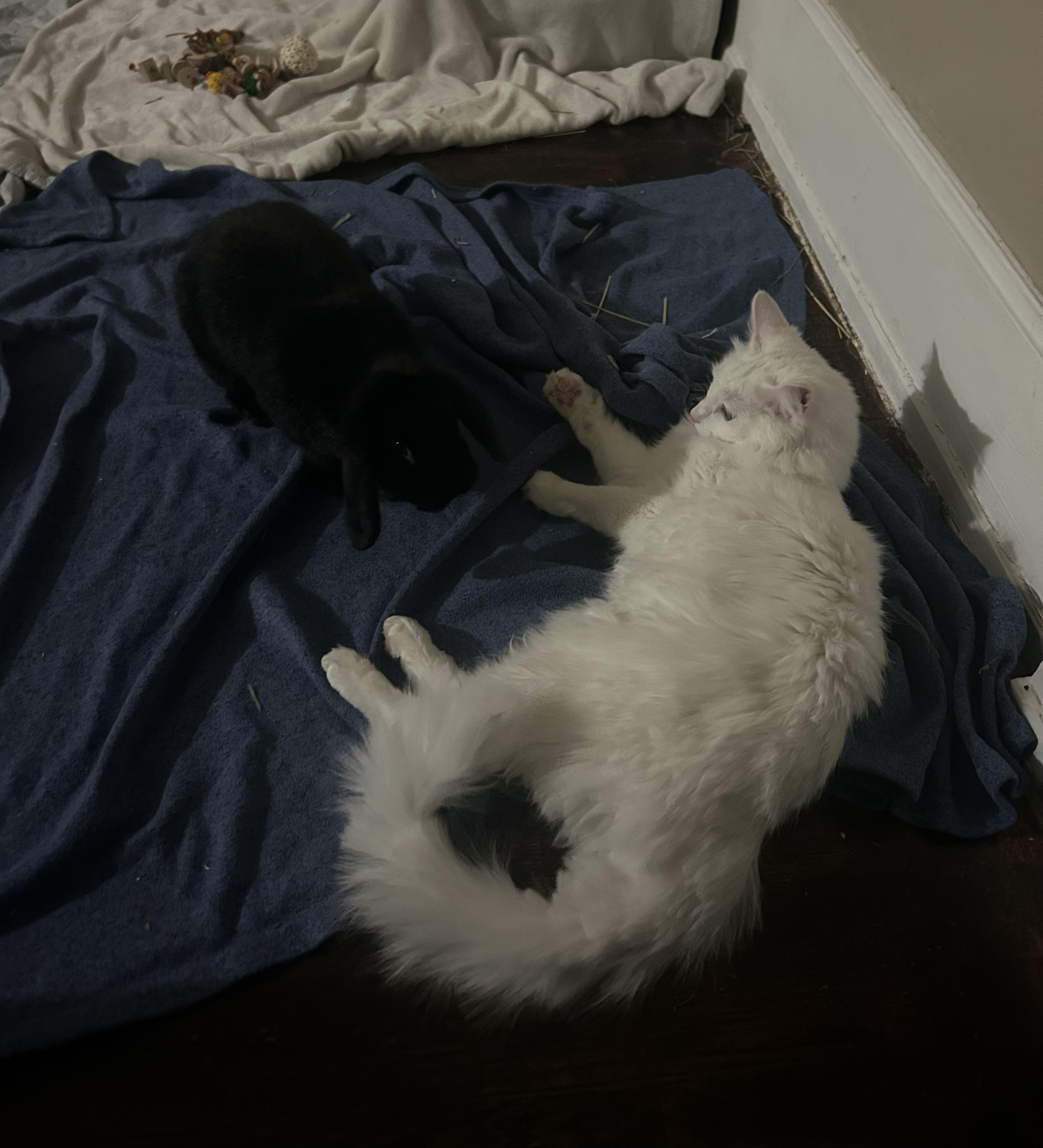 Enlarge Ricky , an adopted Domestic Medium Hair in China Township, MI image 4/6