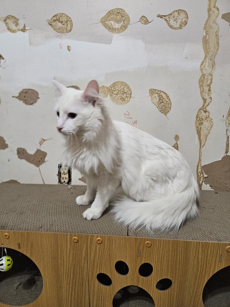 Enlarge Ricky , a ADOPTABLE Domestic Medium Hair in China Township, MI image 4/4