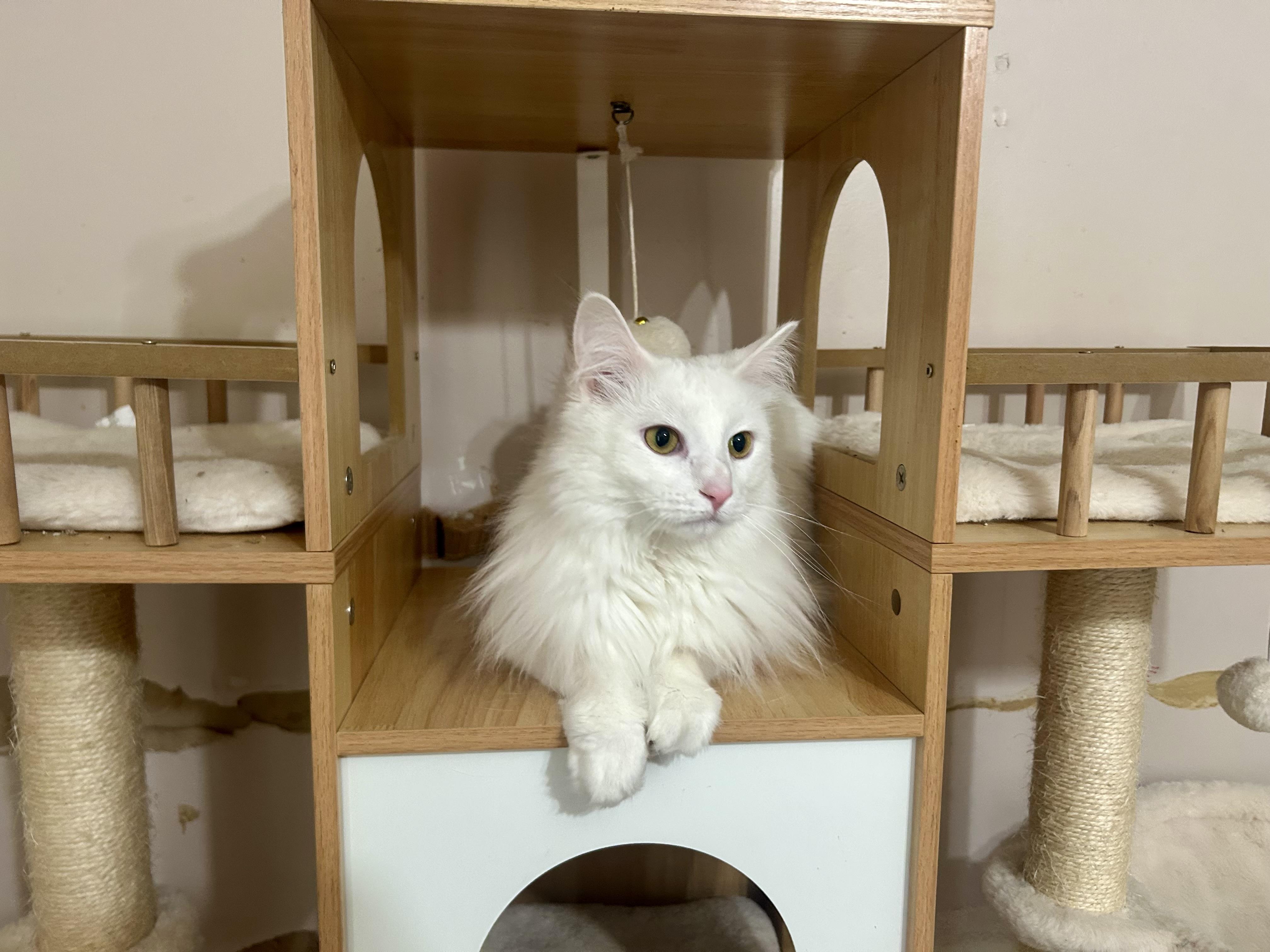 Ricky , ADOPTABLE, Young Male Domestic Medium Hair.