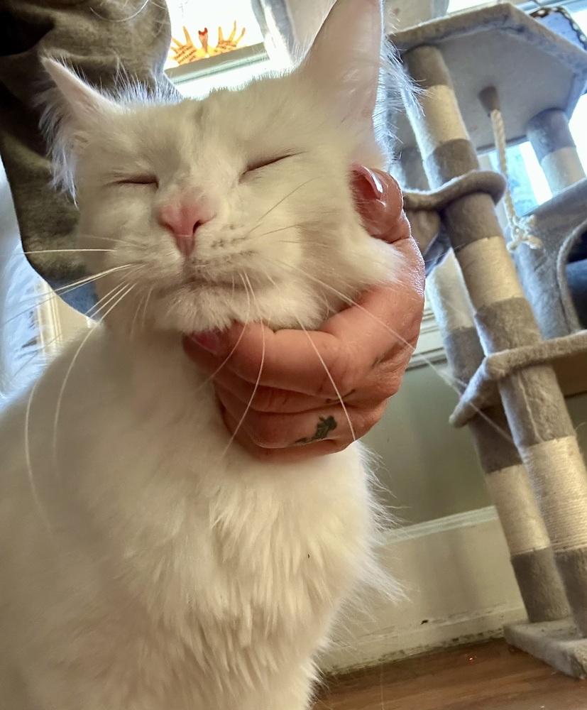 Enlarge Ricky , an adopted Domestic Medium Hair in China Township, MI image 6/6